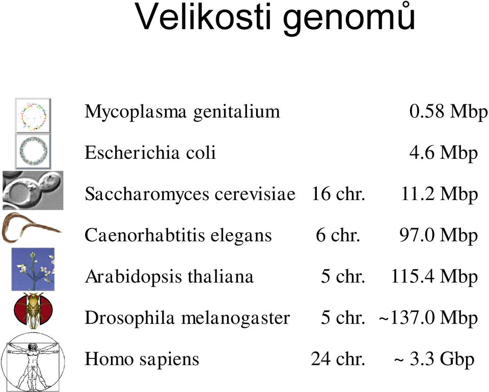 2 Mbp Caenorhabtitis elegans 6 chr. 97.