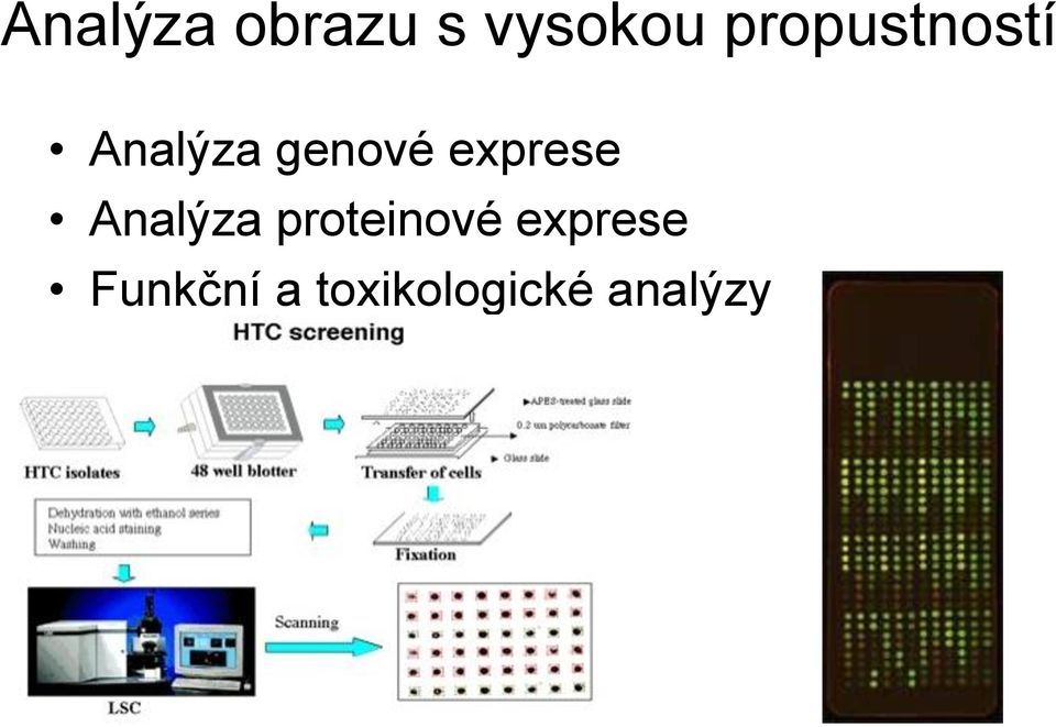 exprese Analýza proteinové