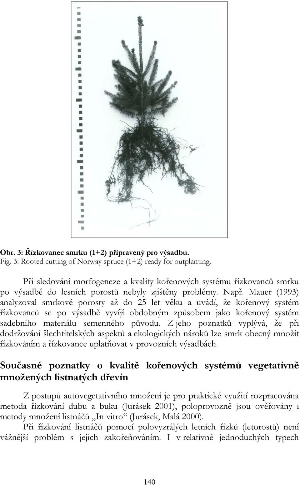 Mauer (1993) analyzoval smrkové porosty až do 25 let věku a uvádí, že kořenový systém řízkovanců se po výsadbě vyvíjí obdobným způsobem jako kořenový systém sadebního materiálu semenného původu.