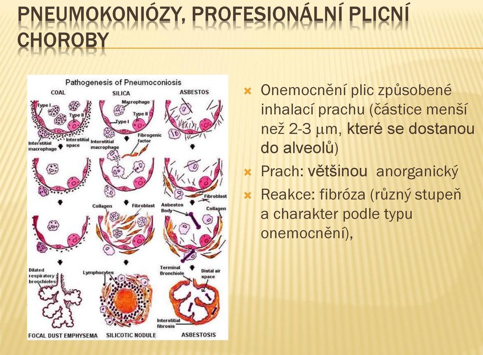 které se dostanou do alveolů) Prach: většinou anorganický