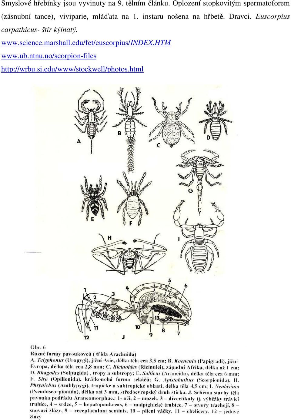 instaru nošena na hřbetě. Dravci. Euscorpius carpathicus- štír kýlnatý. www.