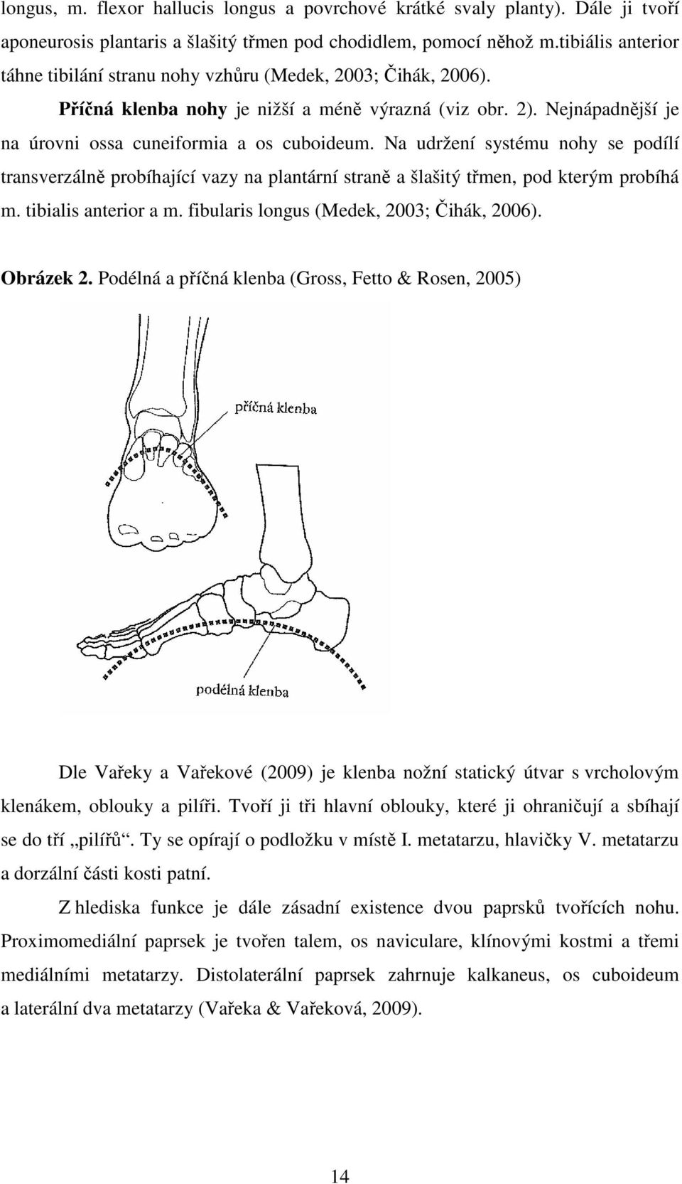 Na udržení systému nohy se podílí transverzálně probíhající vazy na plantární straně a šlašitý třmen, pod kterým probíhá m. tibialis anterior a m. fibularis longus (Medek, 2003; Čihák, 2006).