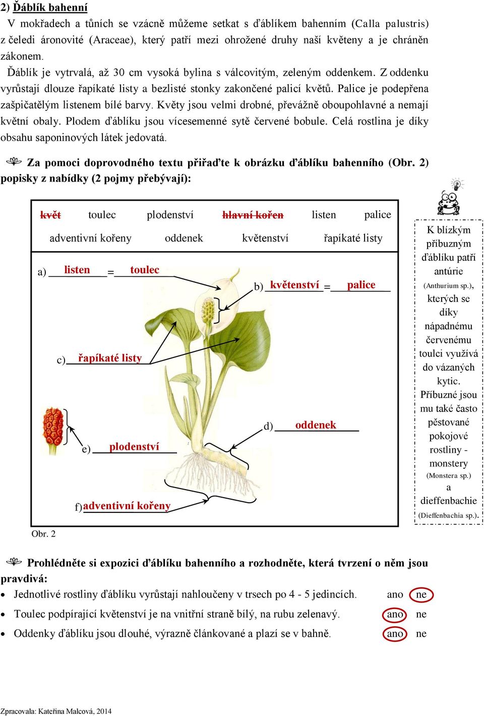 Palice je podepřena zašpičatělým listenem bílé barvy. Květy jsou velmi drobné, převážně oboupohlavné a nemají květní obaly. Plodem ďáblíku jsou vícesemenné sytě červené bobule.