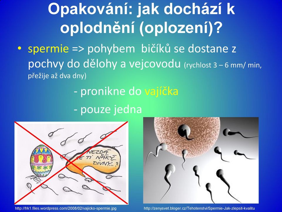 6 mm/ min, přežije až dva dny) - pronikne do vajíčka - pouze jedna http://frk1.