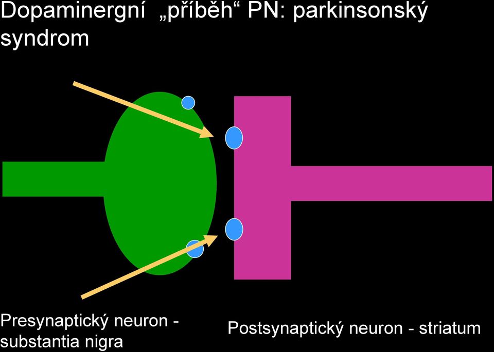 Presynaptický neuron -