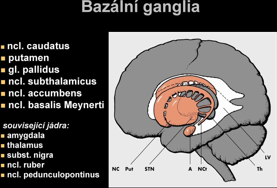 basalis Meynerti související jádra: amygdala