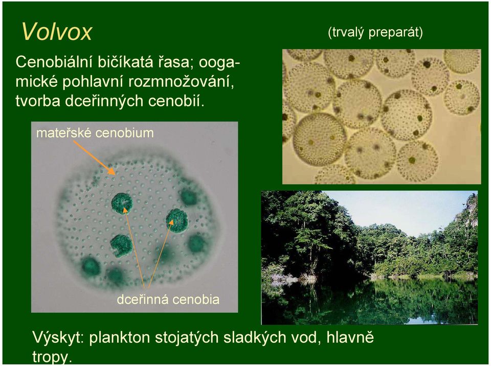 Volvox Cenobiální bičíkatá řasa; oogamické