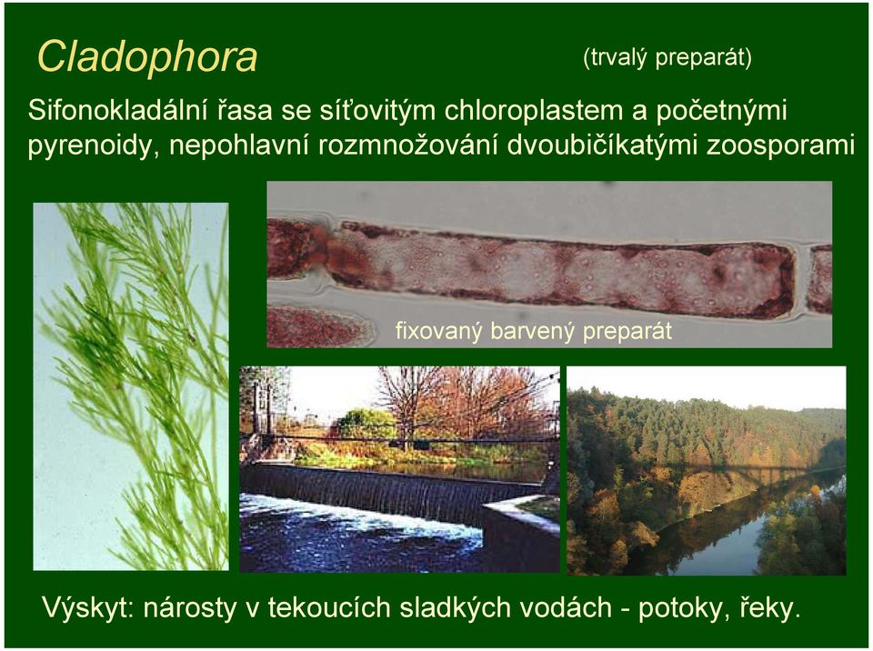rozmnožování dvoubičíkatými zoosporami fixovaný barvený