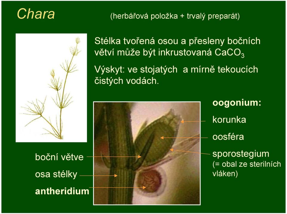 stojatých a mírně tekoucích čistých vodách.
