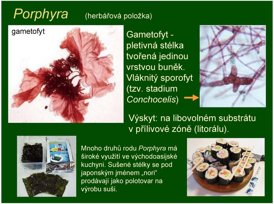 stadium Conchocelis) Výskyt: na libovolném substrátu v přílivové zóně (litorálu).