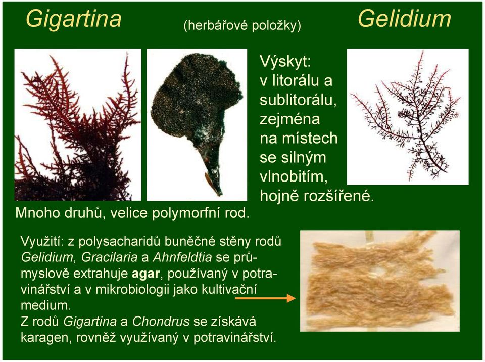 Využití: z polysacharidů buněčné stěny rodů Gelidium, Gracilaria a Ahnfeldtia se průmyslově extrahuje