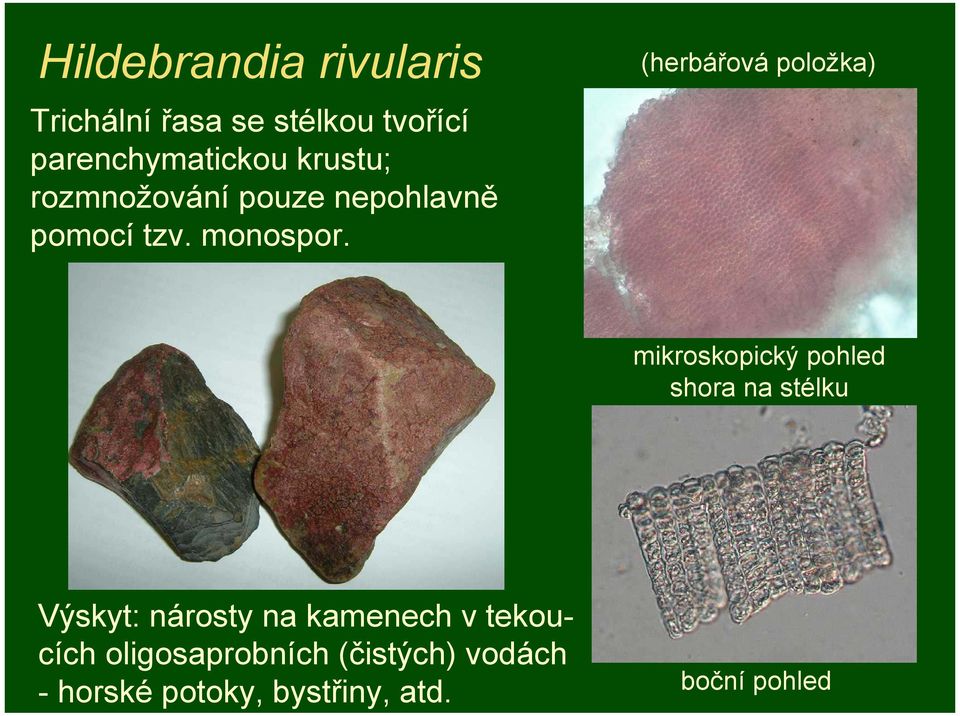 (herbářová položka) mikroskopický pohled shora na stélku Výskyt: nárosty na