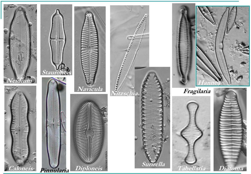 Caloneis Pinnularia