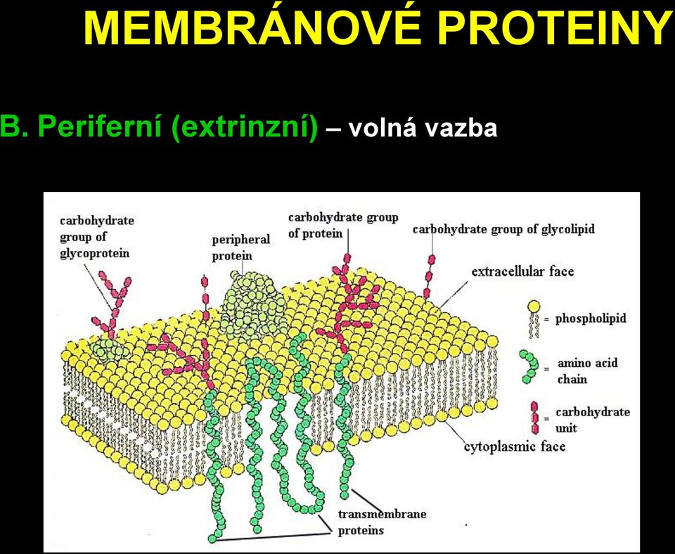 Periferní