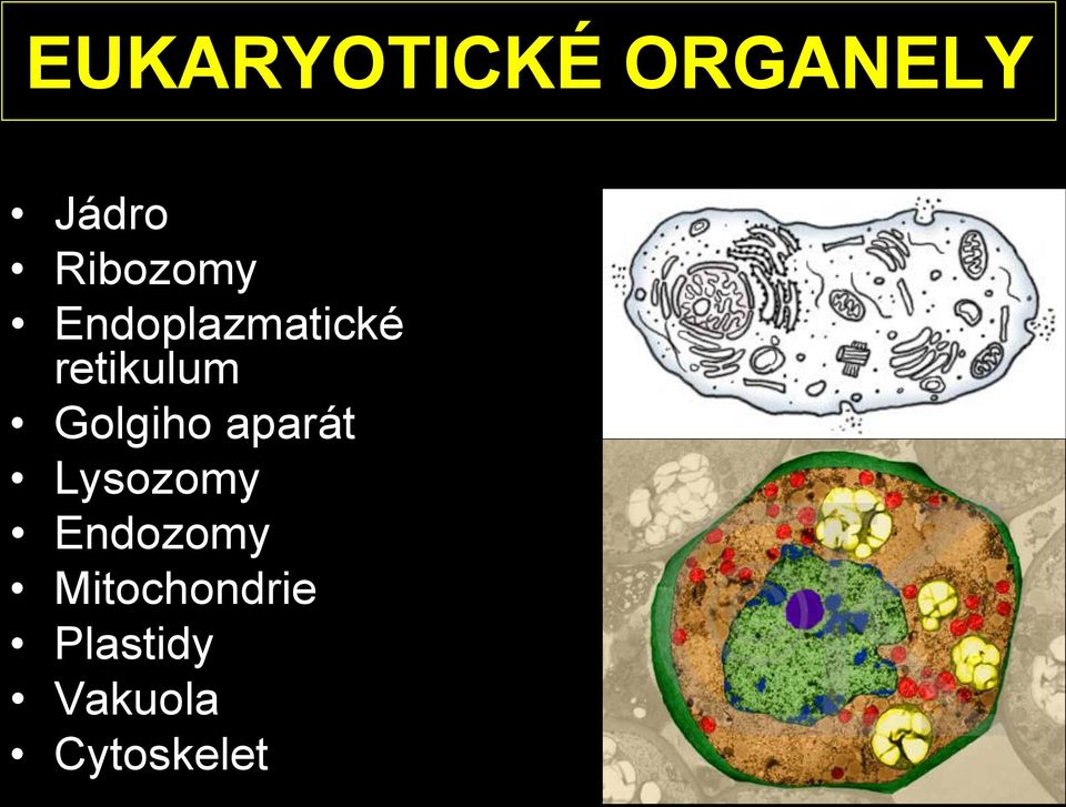retikulum Golgiho aparát Lysozomy