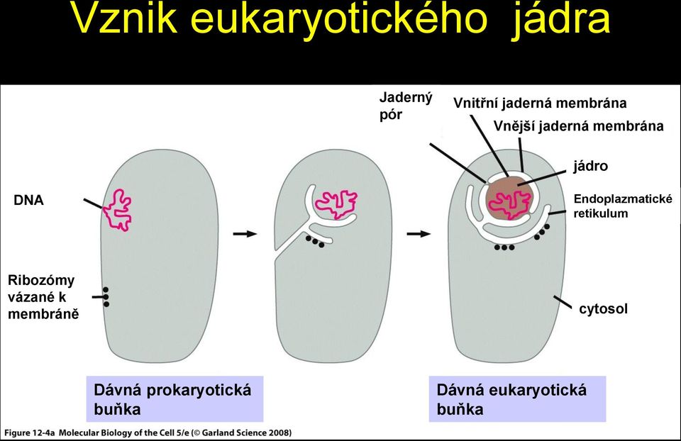 Endoplazmatické retikulum Ribozómy vázané k membráně