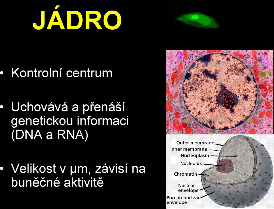 informaci (DNA a RNA)