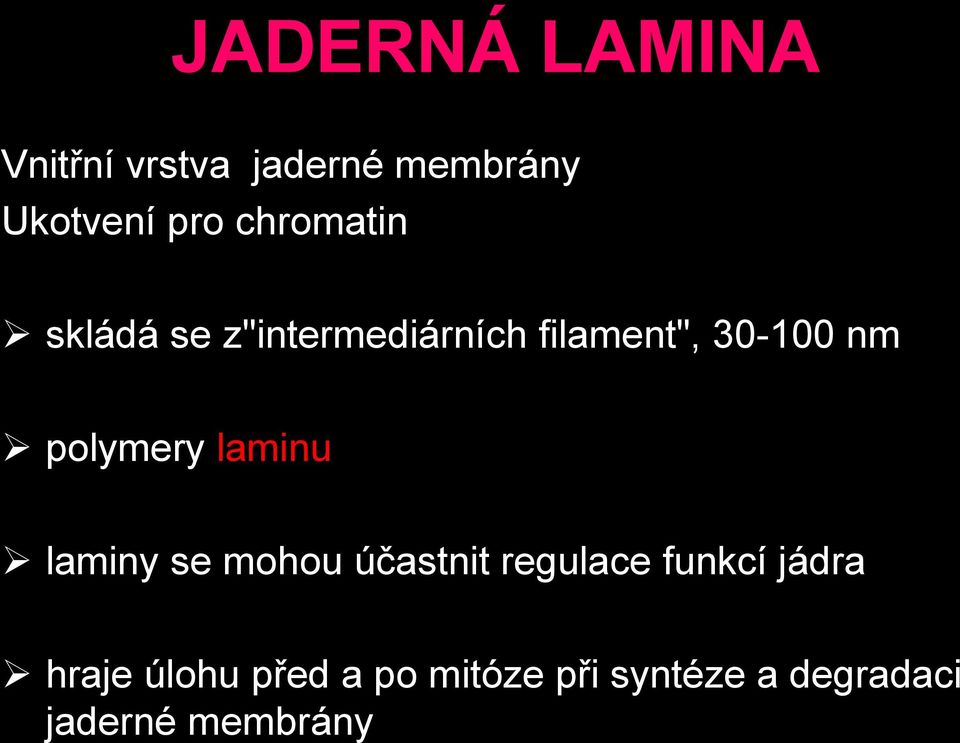 polymery laminu laminy se mohou účastnit regulace funkcí jádra