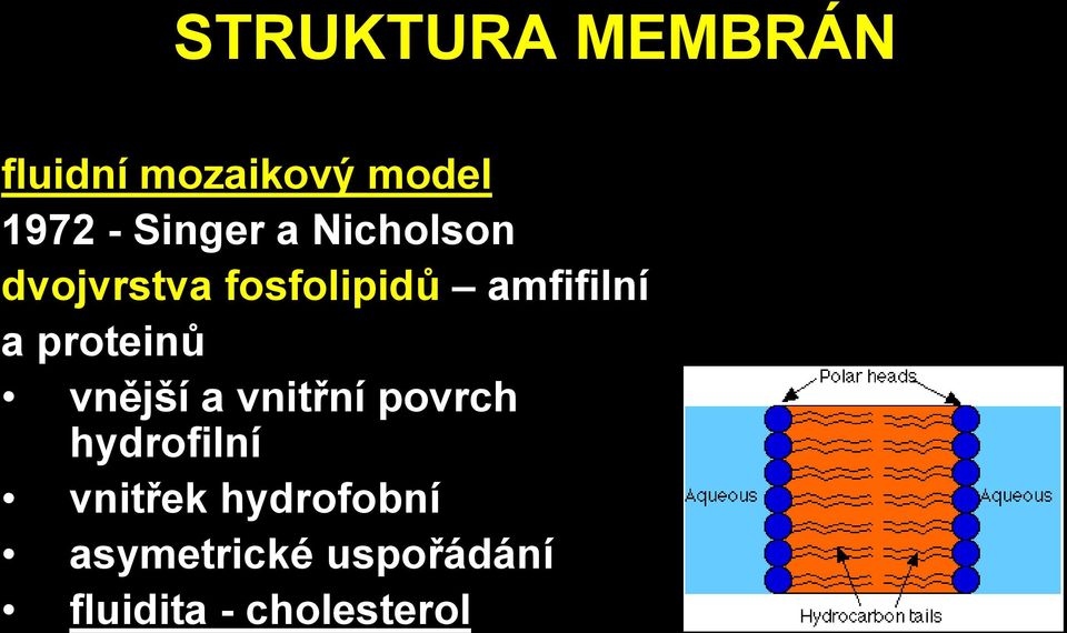 a proteinů vnější a vnitřní povrch hydrofilní