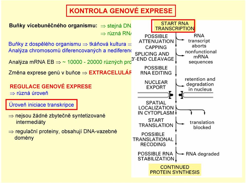 sady chromosomů Analýza mrna EB ~ 10000-20000 různých proteinů Změna exprese genů v buňce EXTRACELULÁRNÍ SIGNÁLY REGULACE GENOVÉ