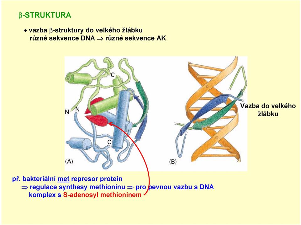 bakteriální met represor protein regulace synthesy