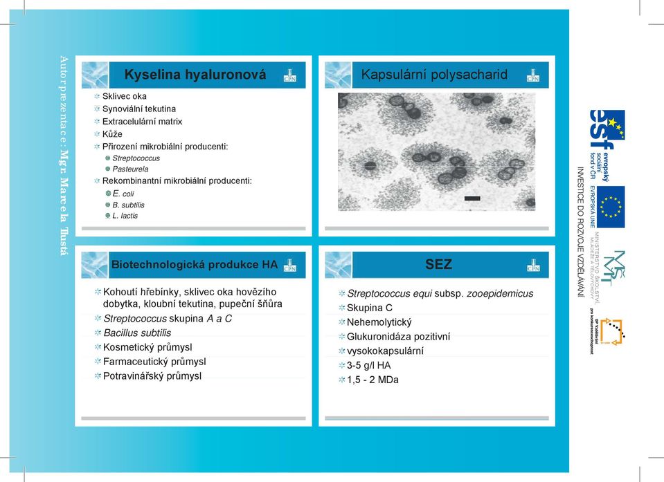 lactis Biotechnologická produkce HA Kapsulární polysacharid SEZ Kohoutí h ebínky, sklivec oka hov zího dobytka, kloubní tekutina, pupe ní š ra