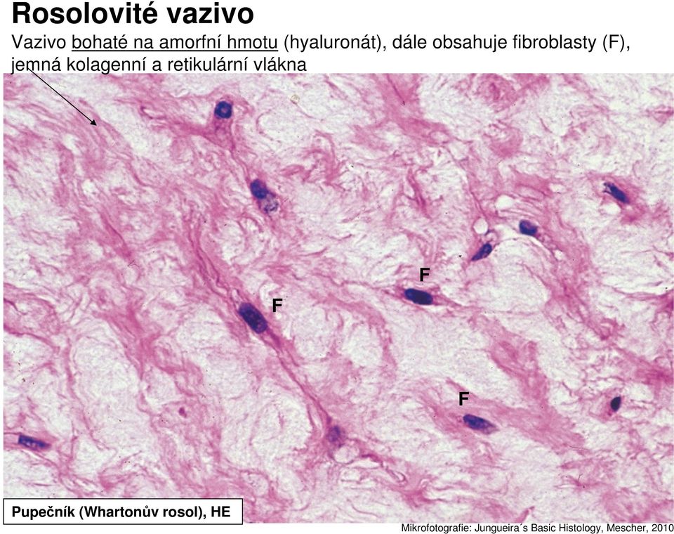 kolagenní a retikulární vlákna F F F Pupečník (Whartonův