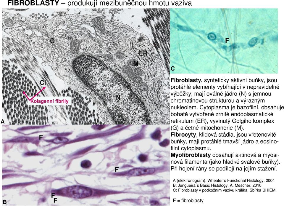 Fibrocyty, klidová stádia, jsou vřetenovité buňky, mají protáhlé tmavší jádro a eosinofilní cytoplasmu. Myofibroblasty obsahují aktinová a myosinová filamenta (jako hladké svalové buňky).