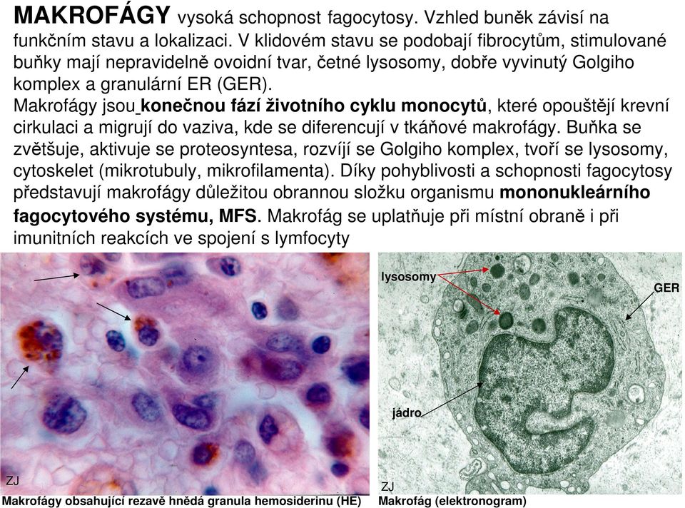 Makrofágy jsou konečnou fází životního cyklu monocytů, které opouštějí krevní cirkulaci a migrují do vaziva, kde se diferencují v tkáňové makrofágy.