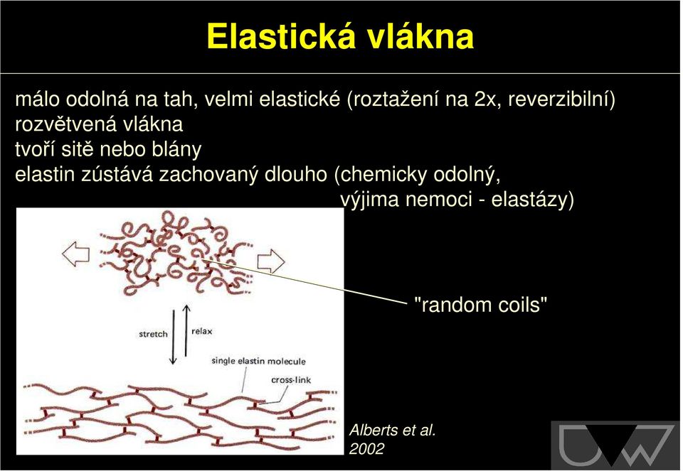 sitě nebo blány elastin zústává zachovaný dlouho (chemicky