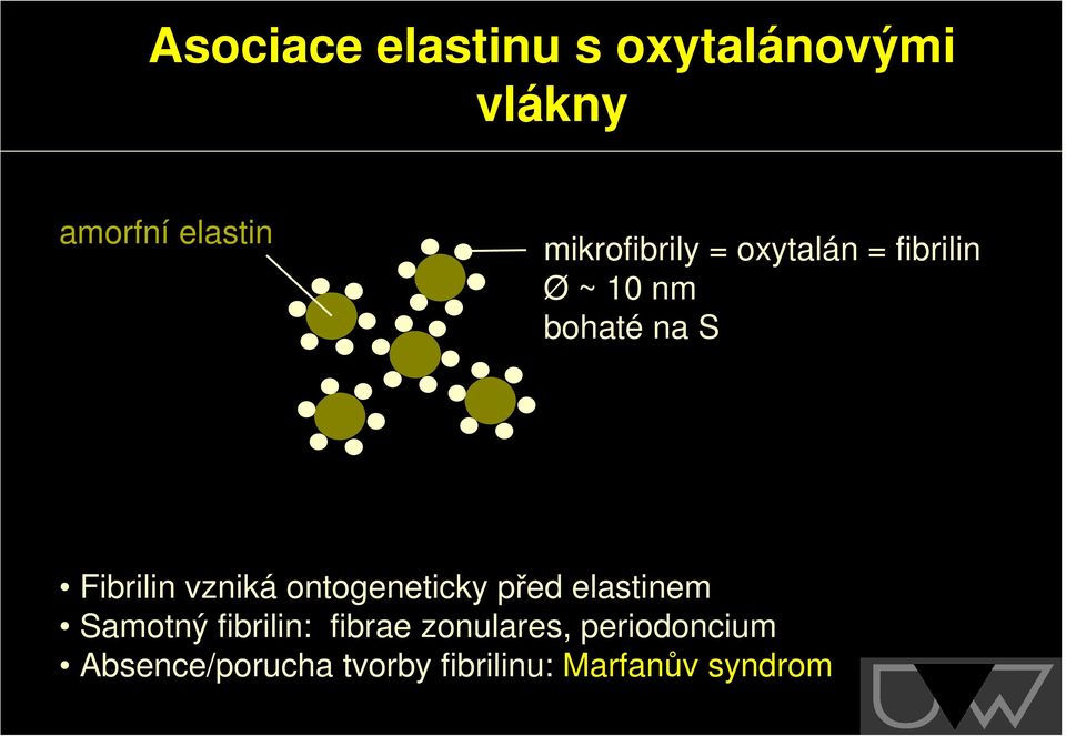 Fibrilin vzniká ontogeneticky před elastinem Samotný fibrilin: