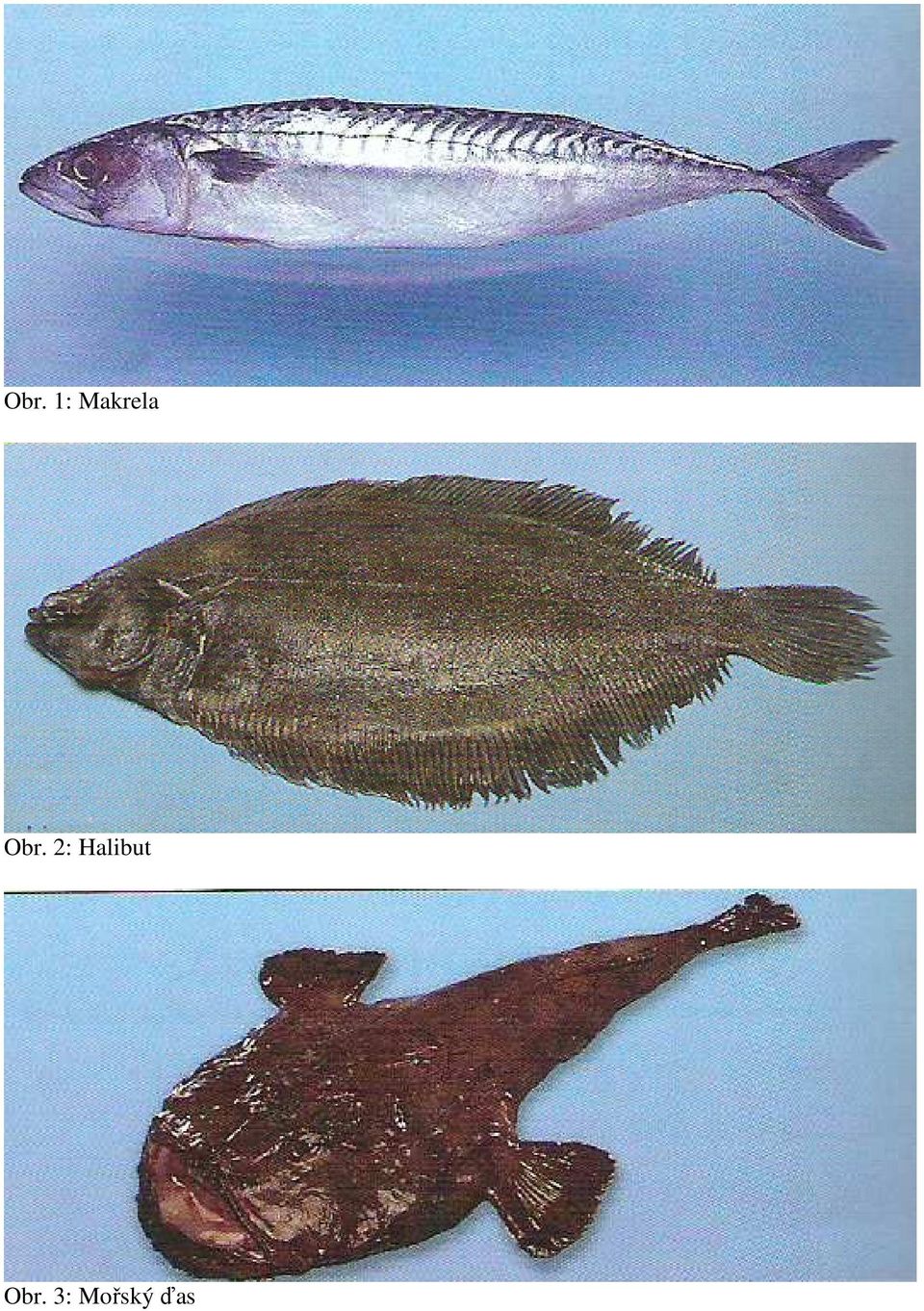 2: Halibut