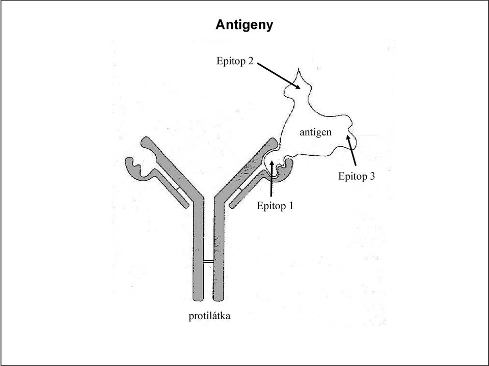 antigen