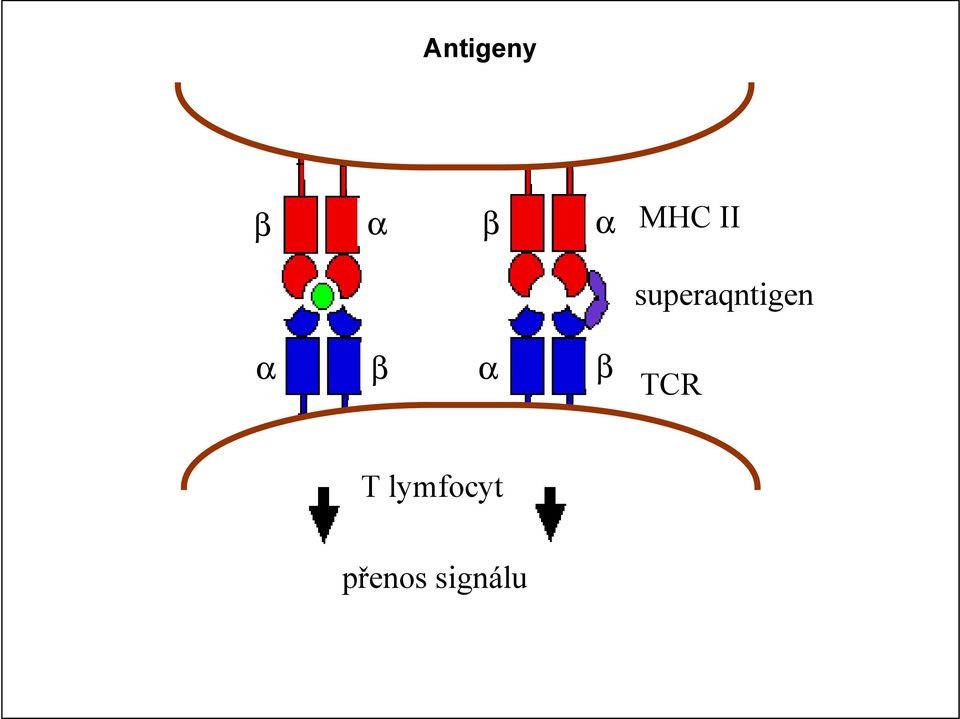 superaqntigen α β α