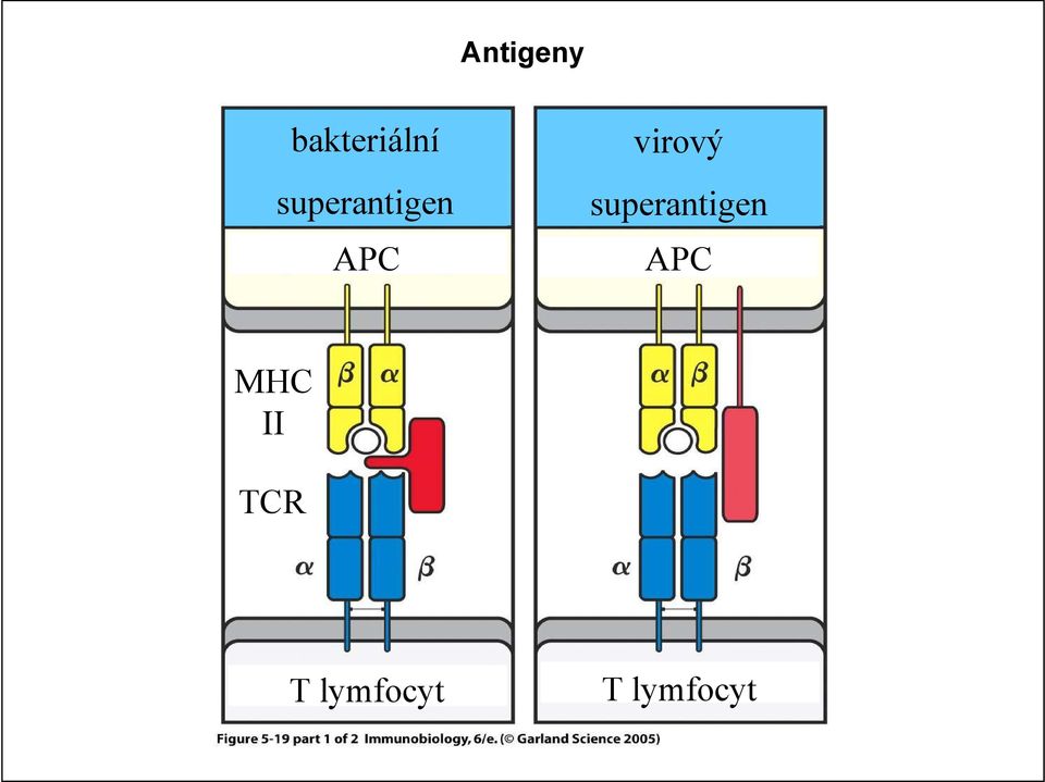 superantigen APC MHC II