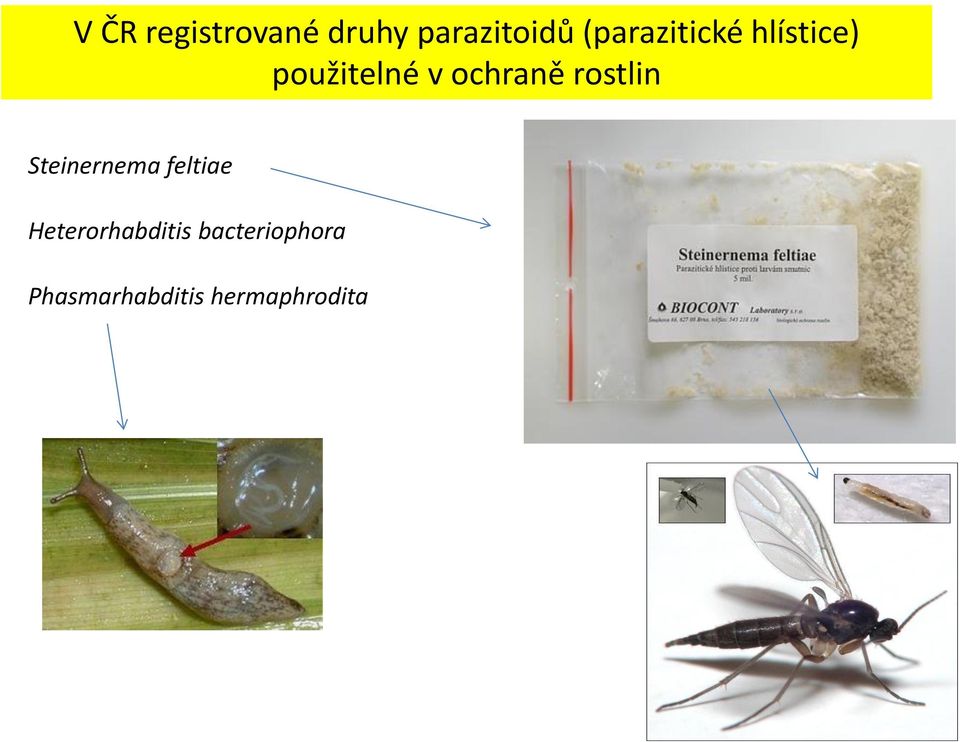 ochraně rostlin Steinernema feltiae