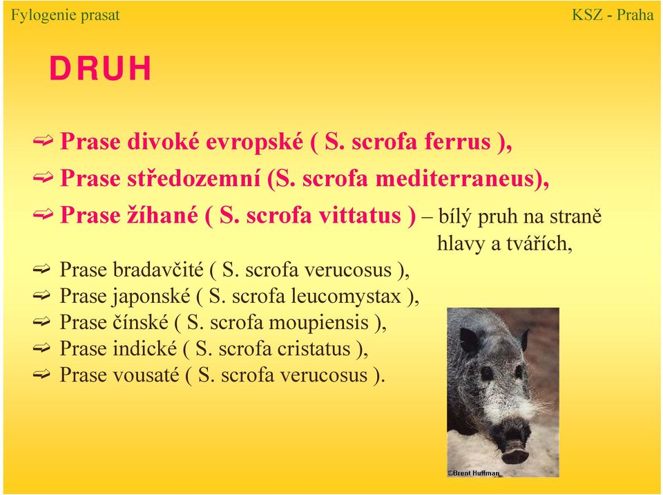 scrofa vittatus ) bílý pruh na straně hlavy a tvářích, Prase bradavčité ( S.