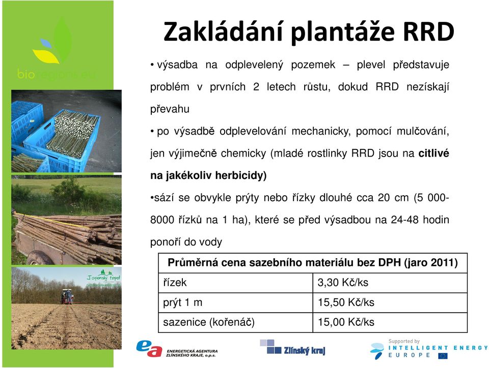 jakékoliv herbicidy) sází se obvykle prýty nebo řízky dlouhé cca 20 cm (5 000-8000řízků na 1 ha), které se před výsadbou na 24-48