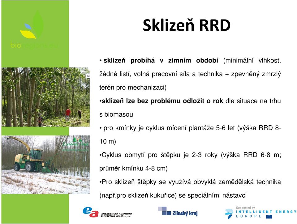 kmínky je cyklus mícení plantáže 5-6 let (výška RRD 8-10 m) Cyklus obmytí pro štěpku je 2-3 roky (výška RRD 6-8 m;