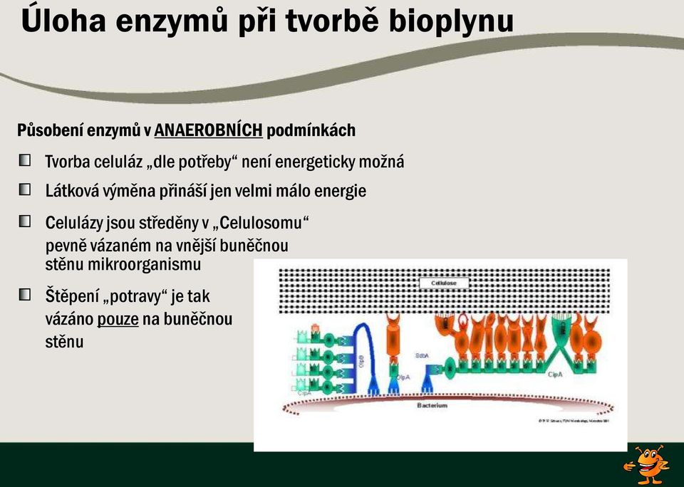 velmi málo energie Celulázy jsou středěny v Celulosomu pevně vázaném na vnější