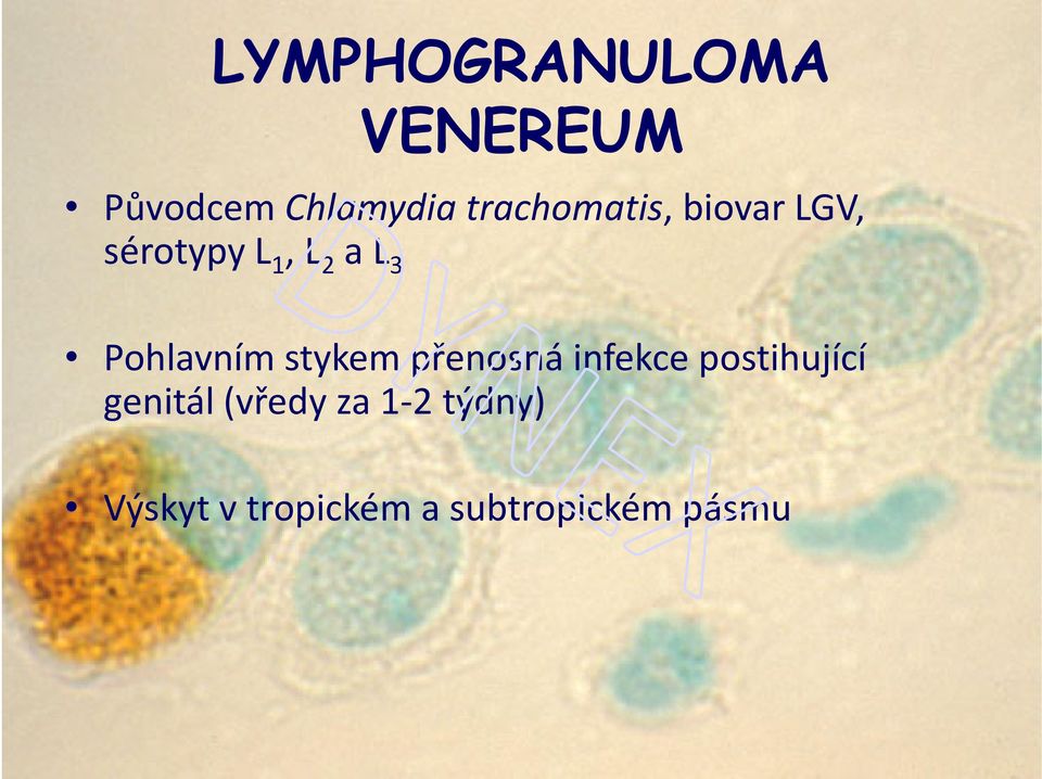 3 Pohlavním stykem přenosná infekce postihující genitál