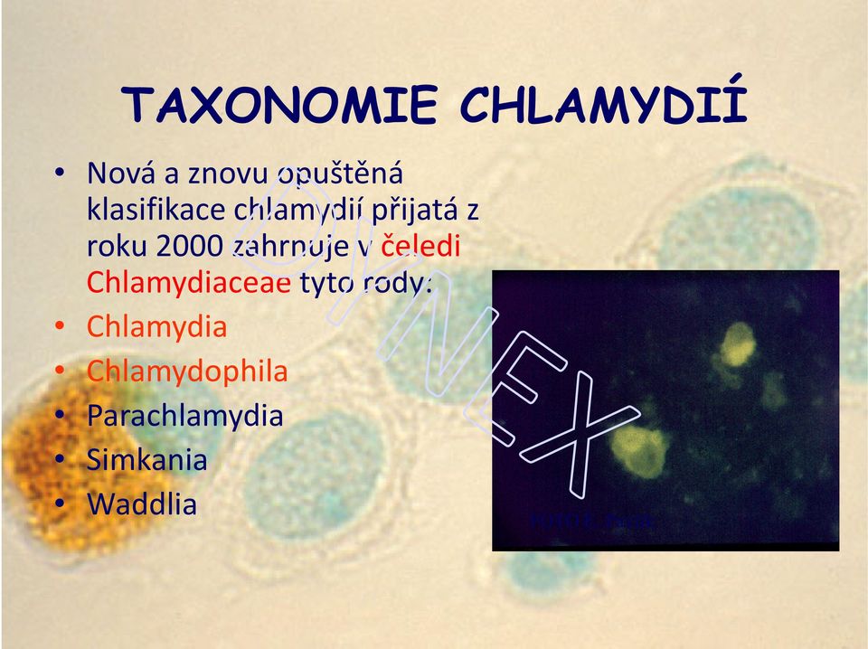 zahrnuje v čeledi Chlamydiaceae tyto rody: