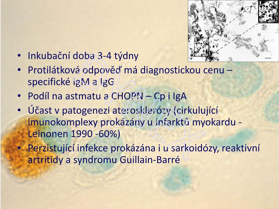 (cirkulující imunokomplexy prokázány u infarktů myokardu - Leinonen 1990-60%)