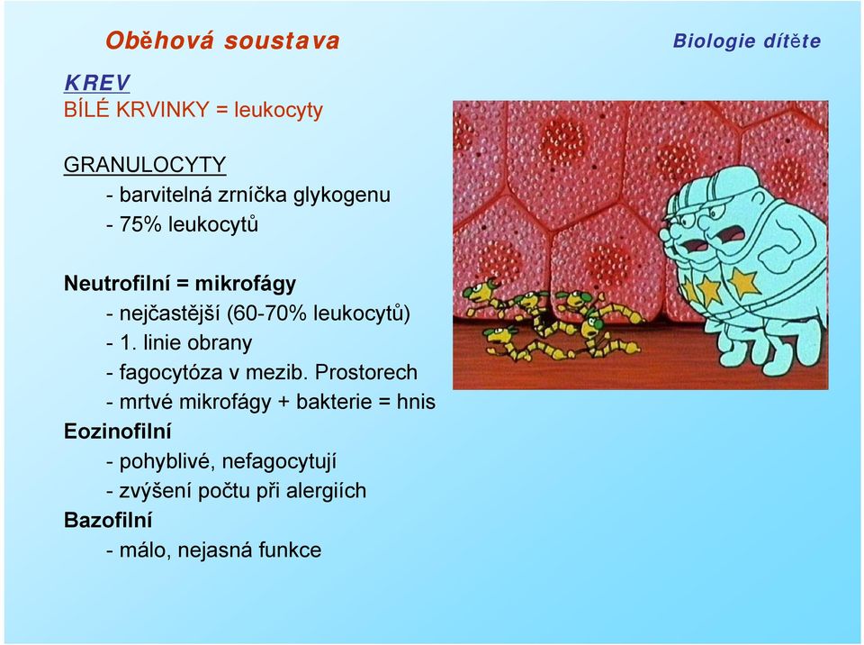 linie obrany - fagocytóza v mezib.