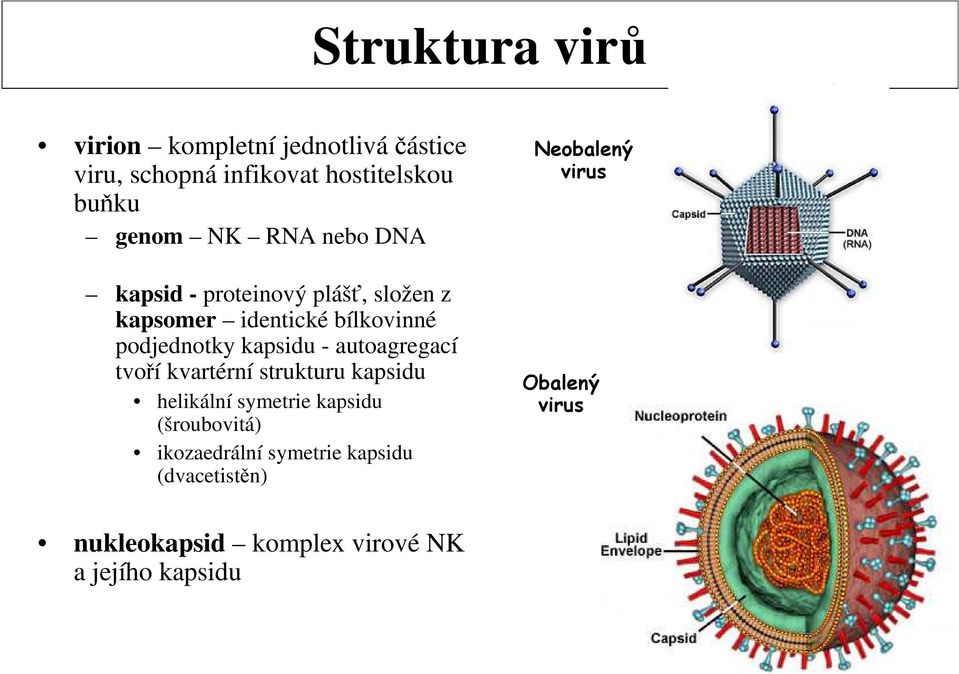 autoagregací tvoří kvartérní strukturu kapsidu helikální symetrie kapsidu (šroubovitá) ikozaedrální