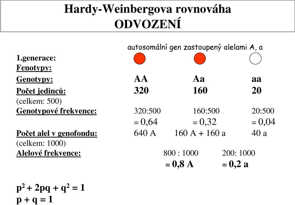 160 a 40 a (celkem: 1000) Alelové frekvence: 800 : 1000 200: 1000 = 0,8 A = 0,2 a p 2 + 2pq +