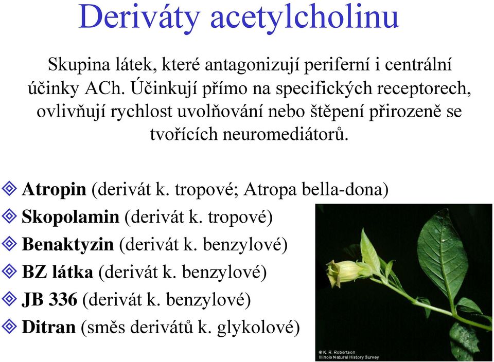tvořících neuromediátorů. Atropin (derivát k. tropové; Atropa bella-dona) Skopolamin (derivát k.