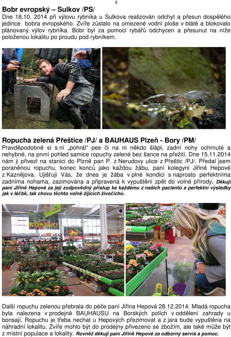Ropucha zelená Přeštice /PJ/ a BAUHAUS Plzeň - Bory /PM/ Pravděpodobně si s ní pohrál pes či na ni někdo šlápl, zadní nohy ochrnuté a nehybné, na první pohled samice ropuchy zelené bez šance na