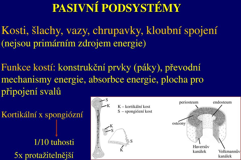 plocha pro připojení svalů Kortikální x spongiózní 1/10 tuhosti 5x protažitelnější S K K S K