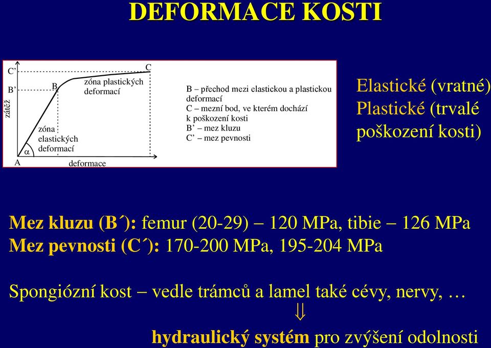 Elastické (vratné) Plastické (trvalé poškození kosti) Mez kluzu (B ): femur (20-29) 120 MPa, tibie 126 MPa Mez